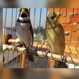 Rifa de um casal de coleira top anilhados sispass