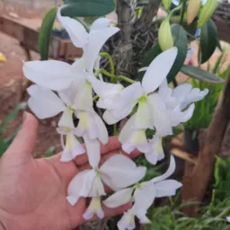 Vendas de mudas de plantas 🌺