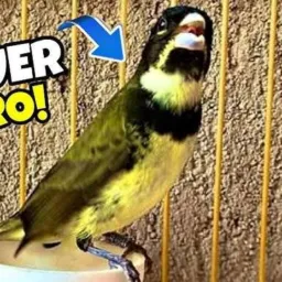 🦅 Grupo De Aves Zona Oeste e Baixada💯💵