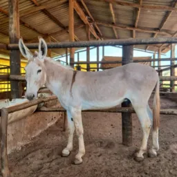 Amigos Pará Sempre🇧🇷🇺🇸🐴🐐🐑🐃🐖🐕🐓🐟😁❤😃
