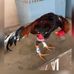 Espora Mil