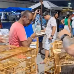 FEIRA DE AVES NOVA HOLANDA 🦅
