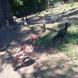 Brik animais Araucária 🐓🐂🐄🐎🦜