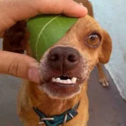 DIVULGUE O QUE QUISER