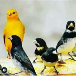 Grupo de passarinho de Surubim 🐦