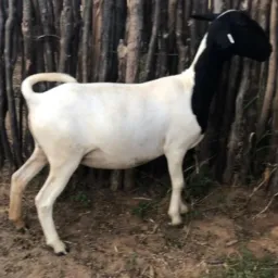 Rifa-se marran dorper 🐑