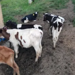Compra vende formigueiro