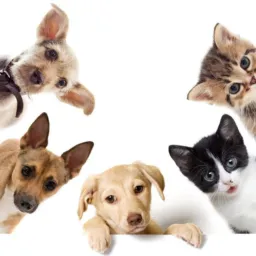 🐶❤️ADOÇÃO DE ANIMAIS ❤️🐱