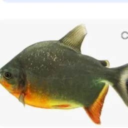 LEILSON DO PEIXE 🐠🐟