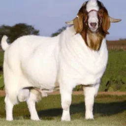 Rifa nordestino 🐄🐖🐐