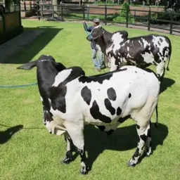 COMPRA E VENDE GADO !!!