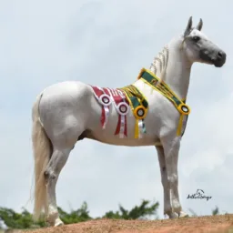 🔰🔰Assessoria Herdy Magalhães🐴🐴