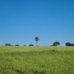 Só Compras e Vendas Imòveis Oeste da Bahia