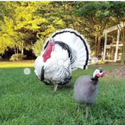 Compra e vendas de aves e animais