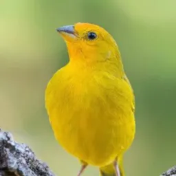 🐤 Somente canários silvestres 🐤