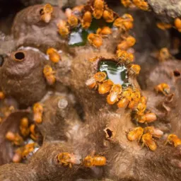 Meliponicultura Curitiba, Araucária e região