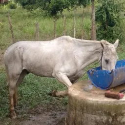 Vendas e trocar ibura🐂🐴🐎🐐🐓🐔