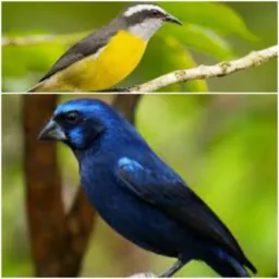 PUREZA TROCA E VENDA DE AZULÃO E SIBITES