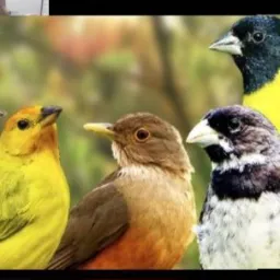 Grupo do rrolo 🦜🦜🪿🐓🦉🚲📱