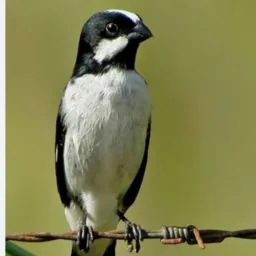 Rifa de um bigodeiro Engaiolado