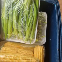 MKHORTIFRUTI | O Melhor da Horta para Sua Família🍍🍆🥒🍋🟩