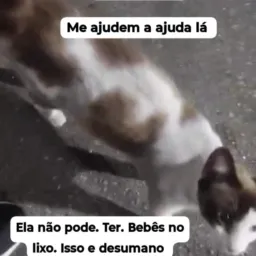 AJUDA GATOS / BORA COMPARTILHAR