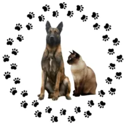 VENDA E DOAÇÃO🐕E🐱 GP REGIÃO PARÁ