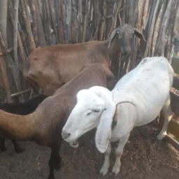 Rifa de 5 ovelhas parida