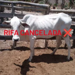 Rifa de uma novilha