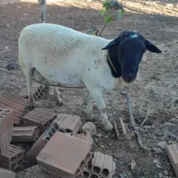 RIFA DE UM CARNEIRO DORPER