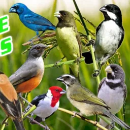 FEIRA DO TROCA DE  CARUARU 🦅🦜🐴🐶📱⛓️🚲