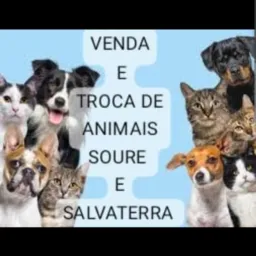 VENDA e TROCA animais