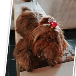 VENDAS DE PETS 🐕‍🦺🐾 Estado de Goiás