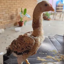 Aves de raça, compra e venda.🐓🐓🐓🐓