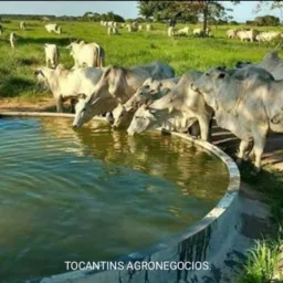 TOCANTINS AGRONEGÓCIOS.