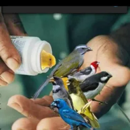 VENDA E ROLO SÓ PÁSSAROS 🐣 🦅