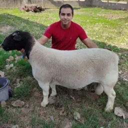 DORPER BELA CRUZ 🐑