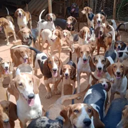 Cão de caça(comp e venda)