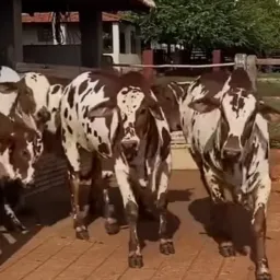 Venda e troca de boiada🔥