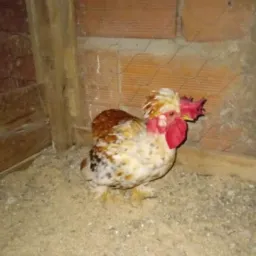 Somente vendas de Aves