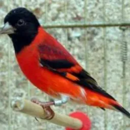 Criador de Pássaros AL 🐦🐦