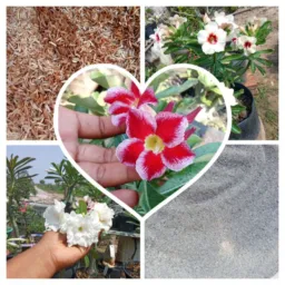 Plantas em geral 🌹 e farinhas de ossos 🦴