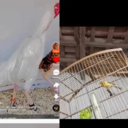 "Mercado das aves",🦜🐓🪽🦢