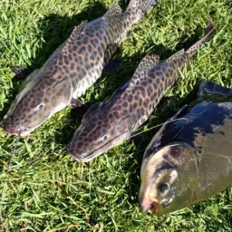 🎣🐟 PEIXE VIVO 2 🐟🎣Chácara Semente 2 🐟🎣