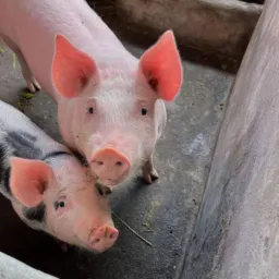 RIFA DE ANIMAIS PE