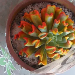 Floricultura Santa Rita 🌷