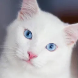 Feira do Rolo gato branco...