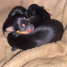 Pinscher ❤️