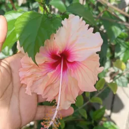 DOAÇÕES.TROCAS E VENDAS DE PLANTAS PORTEL