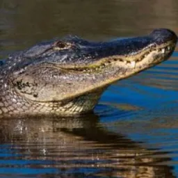 Grupo de Informações de Jacaréacanga é regiões 🌴🌳🐊🚤 🏹